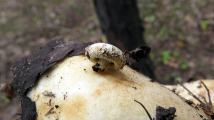 Macro photo of cute small milk mushroom