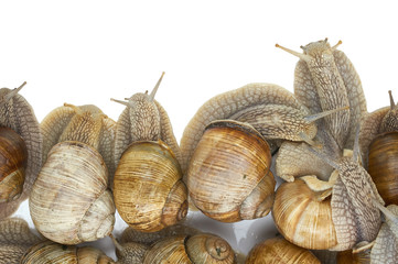 many grape snails - gastropod clam on a white background