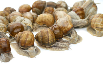 many grape snails - gastropod clam on a white background