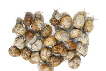 many grape snails - gastropod clam on a white background