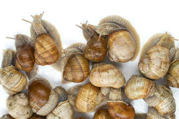 many grape snails - gastropod clam on a white background