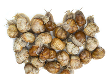 many grape snails - gastropod clam on a white background