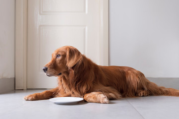 Golden retriever squatting on the floor