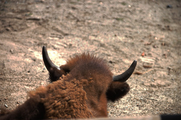 buffalo in field