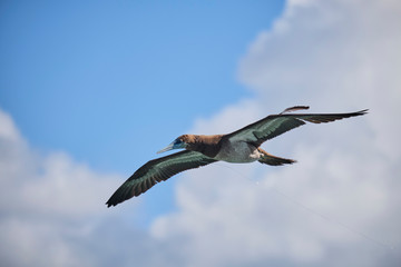 Brown Booby flying with blue skies