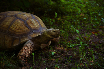 Two big turtles in nature