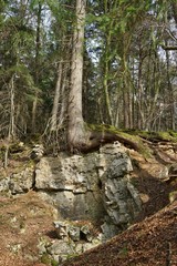 Baum, auf einer Felswand wachsend