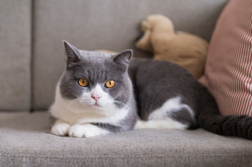 Fototapeta na wymiar British shorthair cat lying on the couch