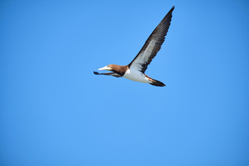 Brown Booby flying with blue skies