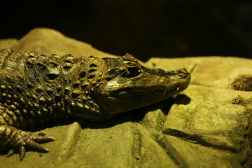 Crocodile having rest