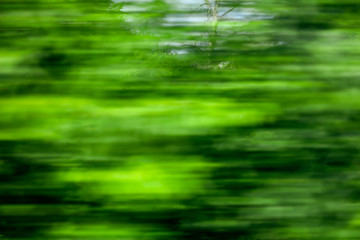 Green nature in summer in motion