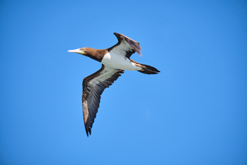 Brown Booby bird flying with clear blue sky