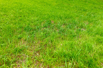 Green grass on the ground as a background