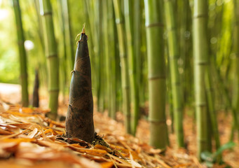 Young bamboo grows out of the ground in the park