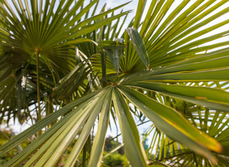 Fototapeta premium Branches of palm trees in nature in summer