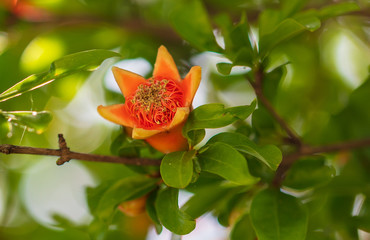 Red flower on pomegranate