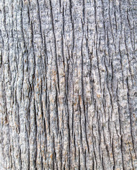 Bark on a palm tree as an abstract background