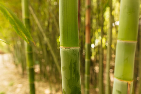 Bamboo grows in the park