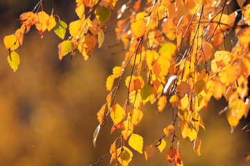 The leaves on the branches of birch
