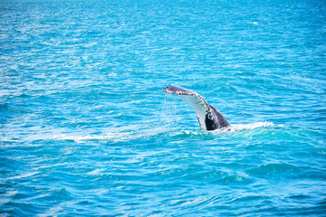 Naklejka premium Whale swimming on the humpback highway