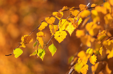 The leaves on the branches of birch