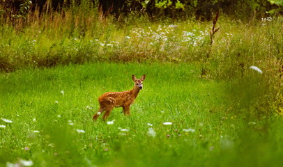A fawn of a roe deer grazing on a green meadow in an orchard on a summer evening facing right