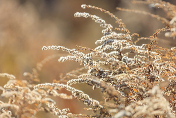 Dry plants in nature in the fall
