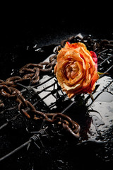 Rose, Chain And Barbed Wire