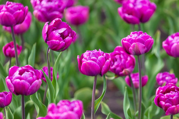 Decorative roses grow in the soil in nature