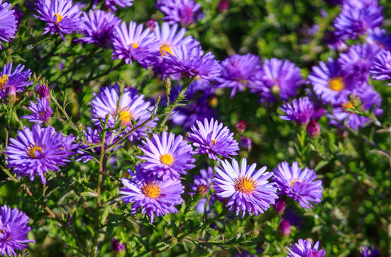 Beautiful purple flowers in the garden as a background