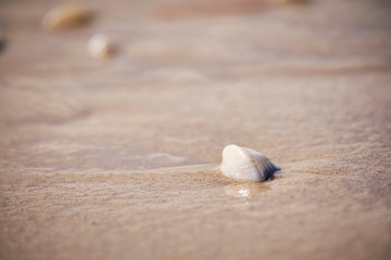 sea shell on the beach
