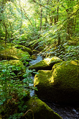A woodland stream with mossy boulders, Manaton, Dartmoor National Park, Devon, England, UK.