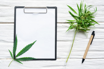 Cannabis leaves nad  a blank paper page with researching results on a white wooden table background. Organic medicine