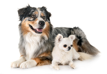 australian shepherd and chihuahua