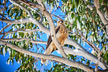 Whistling Kite sitting in gum tree on Fraser Island Hervey Bay Queensland Australia