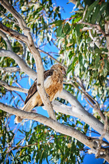 Whistling Kite sitting in gum tree on Fraser Island Hervey Bay Queensland Australia