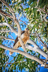Whistling Kite sitting in gum tree on Fraser Island Hervey Bay Queensland Australia