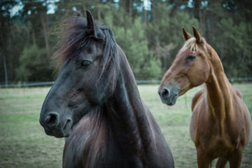 Obraz na płótnie Canvas Zwei Pferde stehen auf der Koppel und schauen nach links, Friesenpferd, Lettisches Warmblut Pferd