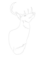 deer portrait vector illustration, line drawing, vector