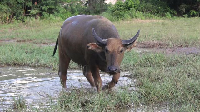Asia water buffaloes and stool in Thailand