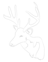 deer portrait vector illustration, line drawing, vector