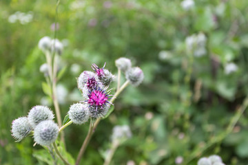 burdock blooms