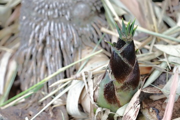 closeup of a flower