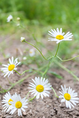 Fototapeta premium daisies in green grass