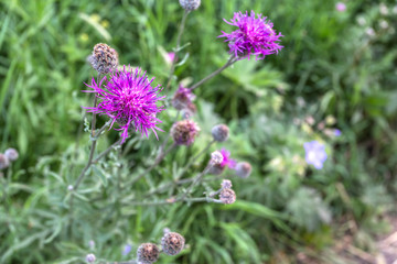 bee on flower