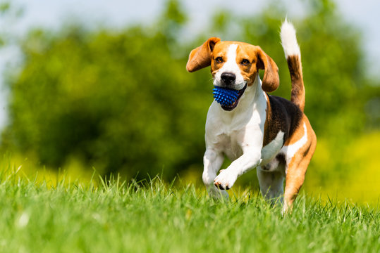 Beagle dog runs through green meadow towards camera. - Powered by Adobe