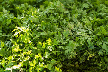 Fresh fish at traditional fish market