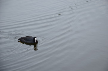 Foulque macroule oiseau dans l'eau