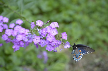 butterfly on a flower