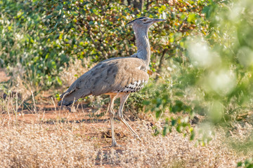 A Kori Bustard, Ardeotis kori, walking